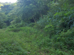 Foto do imóvel Lote, Residencial, Jacarepaguá