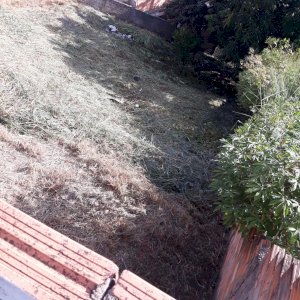 Lote, Indefinida