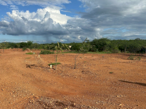 Lote, Residencial, Carnaíba Velha