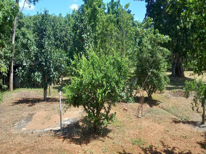 Gleba na Zona Rural (foto 4 de 20)