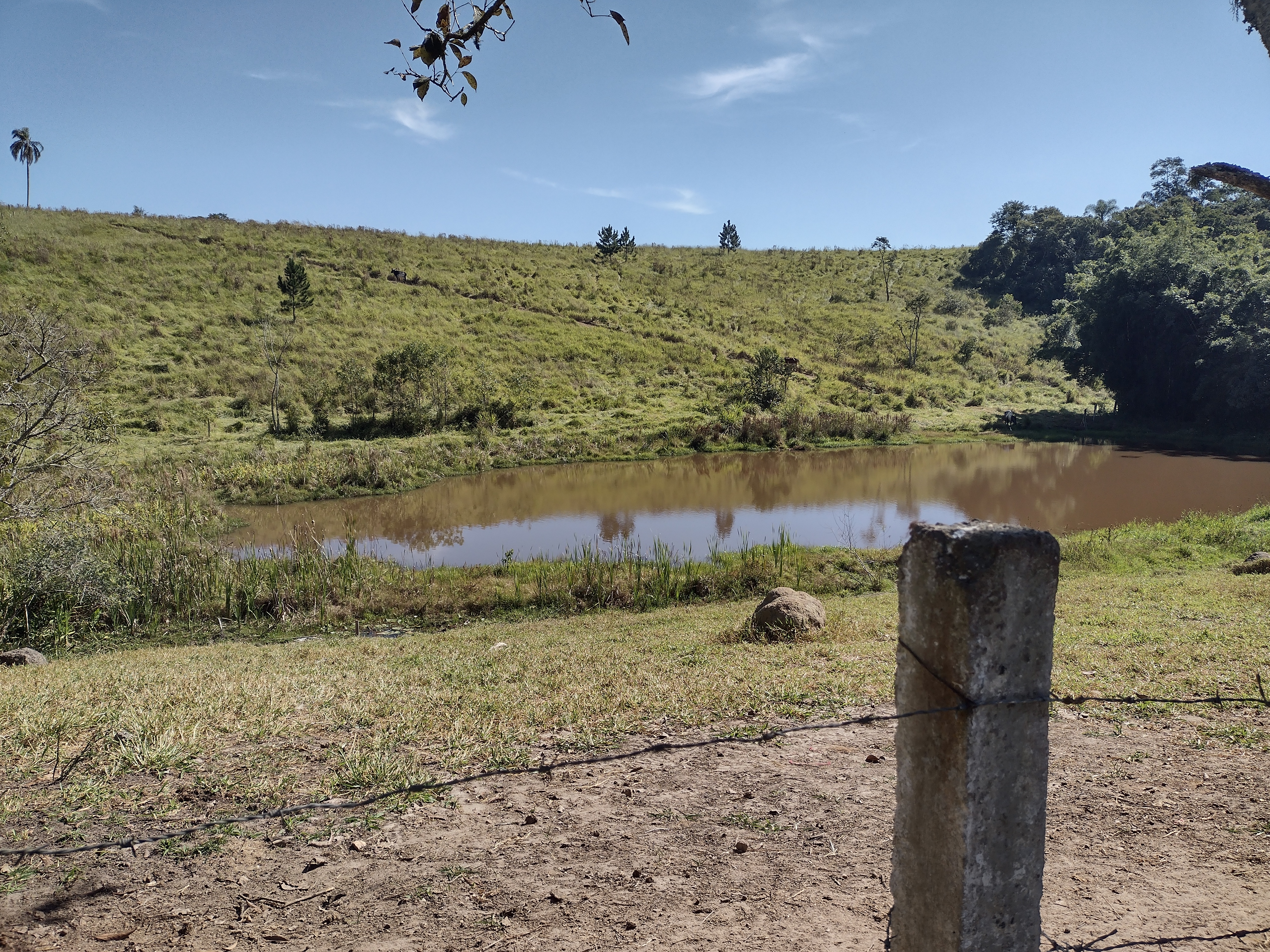 cerejeira · Guararema, SP