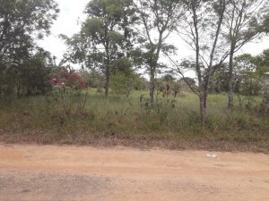 Lote_Condominio em Paudalho (PE)