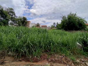 Lote, Misto, Setor dos Afonsos