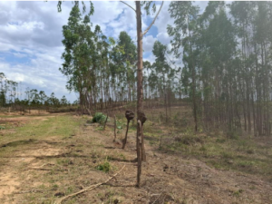 Fazenda, Rural, Distrito de Esteios